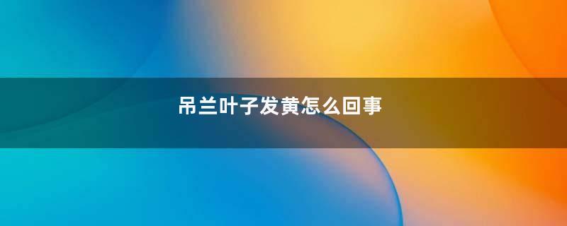 吊兰叶子发黄怎么回事
