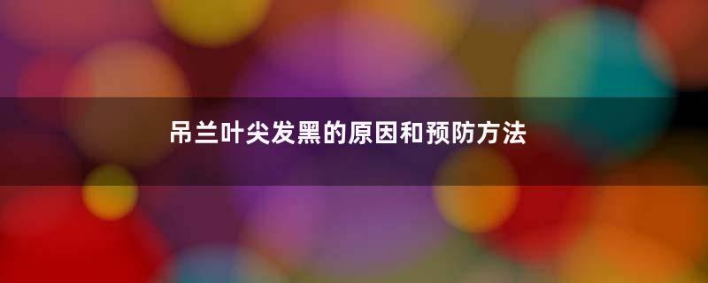 吊兰叶尖发黑的原因和预防方法