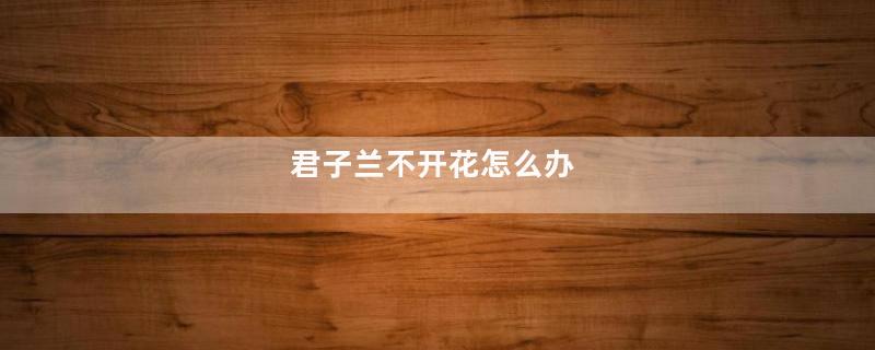 君子兰不开花怎么办