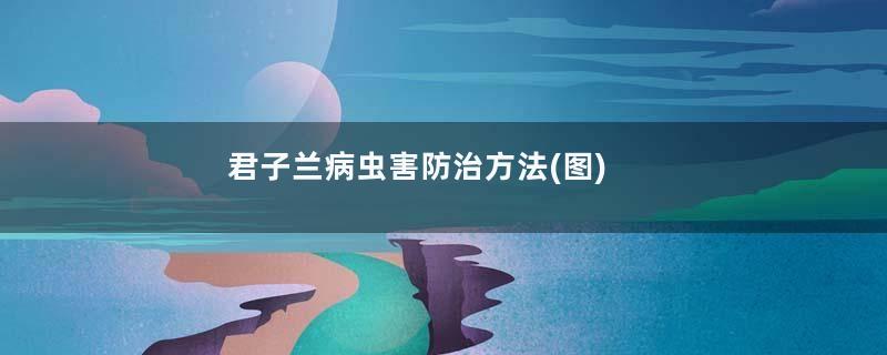 君子兰病虫害防治方法(图)