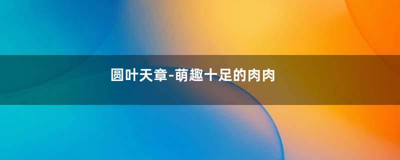 圆叶天章-萌趣十足的肉肉