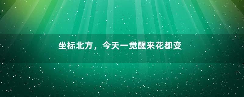 坐标北方，今天一觉醒来花都变了样，咋办呢？你们的花进屋了吗？