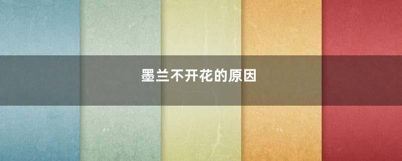 墨兰不开花的原因