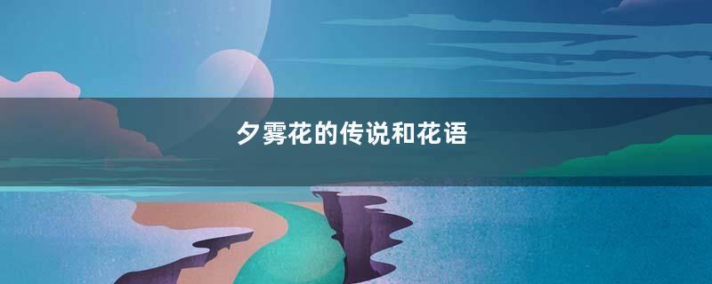 夕雾花的传说和花语