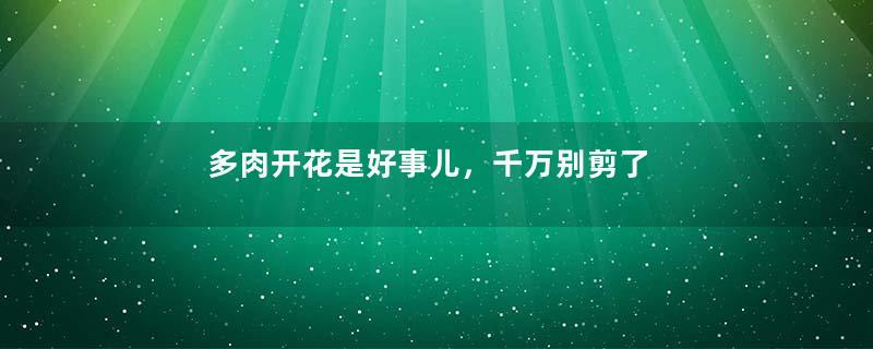 多肉开花是好事儿，千万别剪了，还能卖个大价钱！