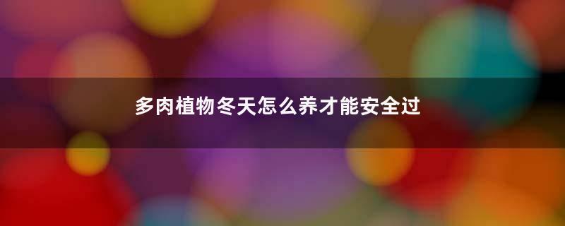 多肉植物冬天怎么养才能安全过冬
