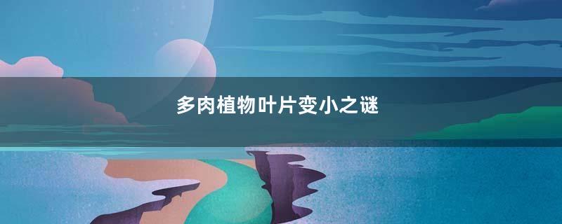 多肉植物叶片变小之谜