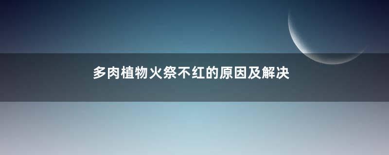 多肉植物火祭不红的原因及解决办法
