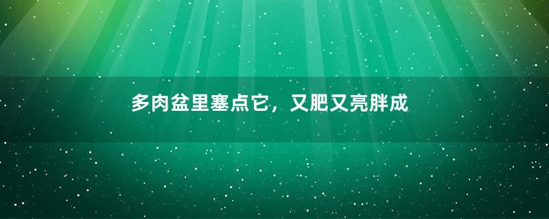 多肉盆里塞点它，又肥又亮胖成球，叶子比手指还粗！