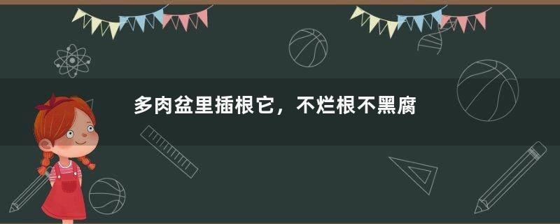 多肉盆里插根它，不烂根不黑腐，长成土肥圆！