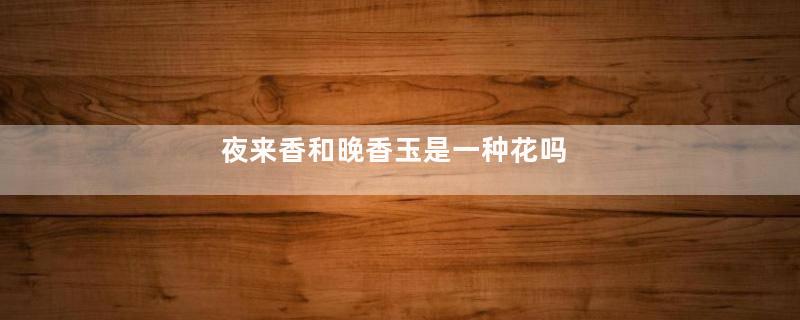 夜来香和晚香玉是一种花吗