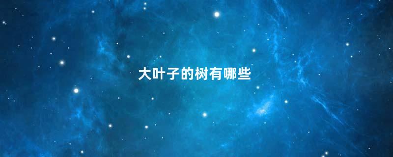 大叶子的树有哪些