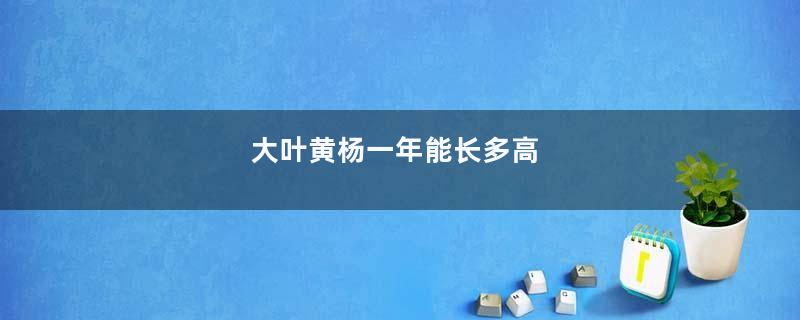大叶黄杨一年能长多高