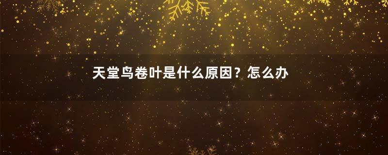 天堂鸟卷叶是什么原因？怎么办？