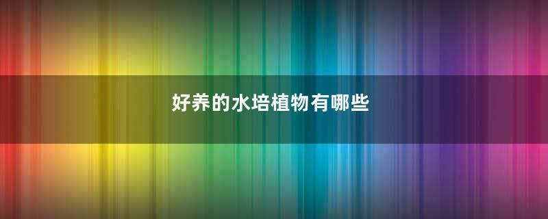 好养的水培植物有哪些