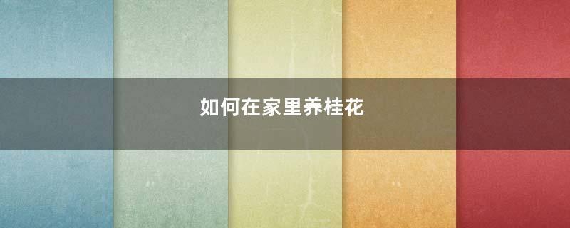 如何在家里养桂花