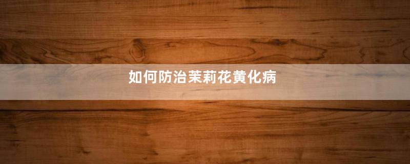 如何防治茉莉花黄化病