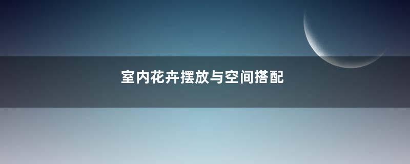 室内花卉摆放与空间搭配