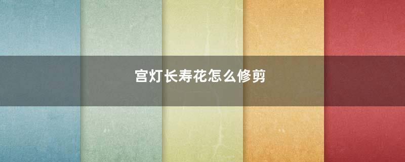 宫灯长寿花怎么修剪