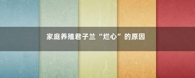 家庭养殖君子兰“烂心”的原因及挽救措施