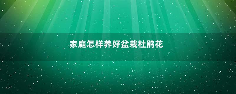 家庭怎样养好盆栽杜鹃花