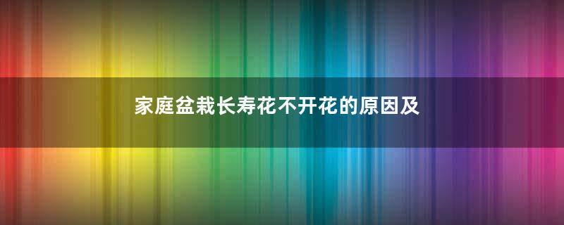 家庭盆栽长寿花不开花的原因及解决办法