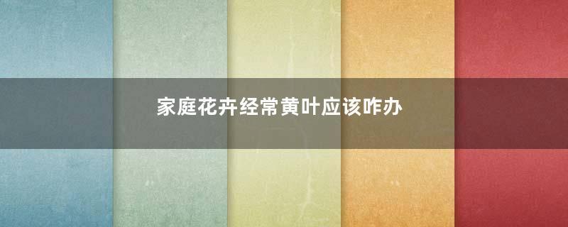 家庭花卉经常黄叶应该咋办