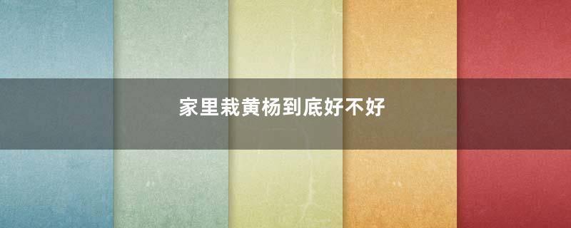 家里栽黄杨到底好不好