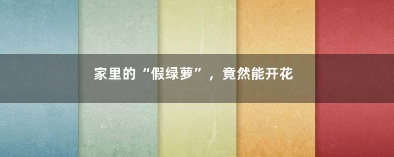 家里的“假绿萝”，竟然能开花，凑近一闻可真香，团团圆圆福气旺！