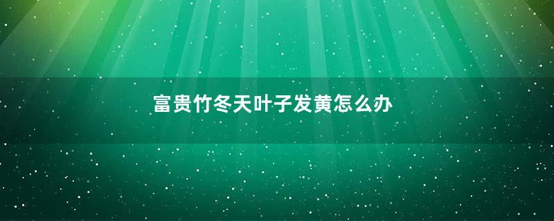 富贵竹冬天叶子发黄怎么办