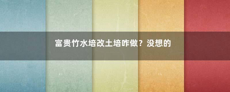 富贵竹水培改土培咋做？没想的那么难，只要这四步，就能土培成功