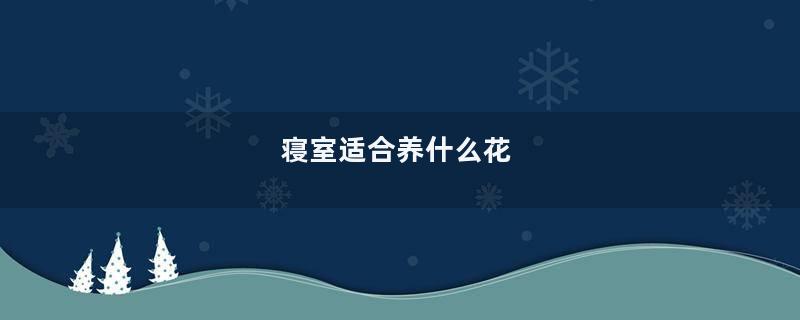 寝室适合养什么花