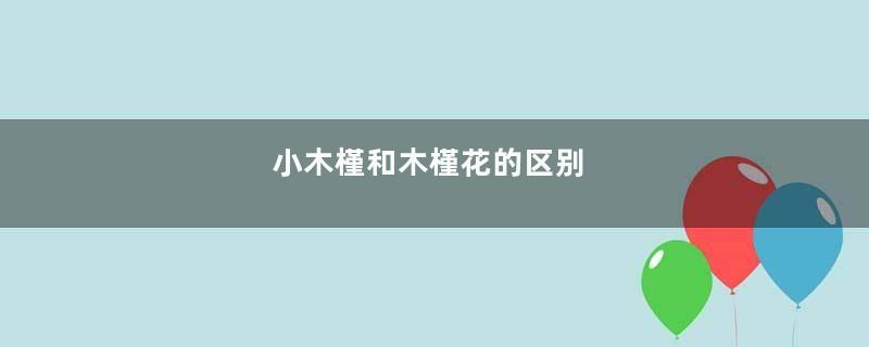 小木槿和木槿花的区别