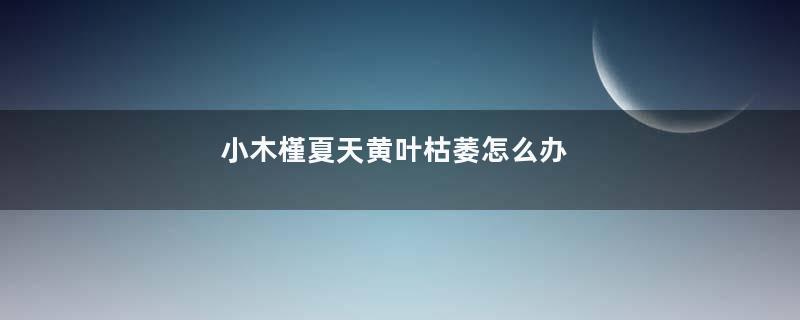 小木槿夏天黄叶枯萎怎么办