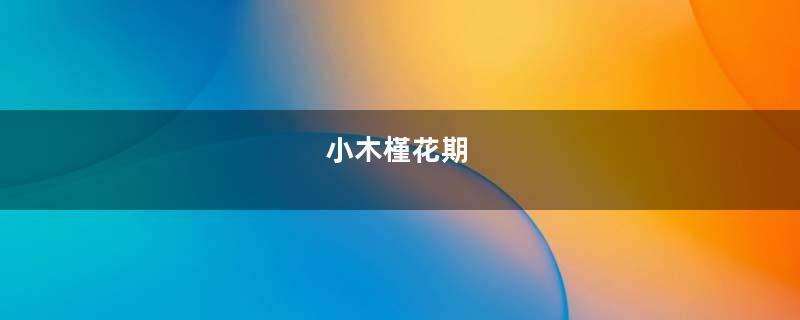 小木槿花期
