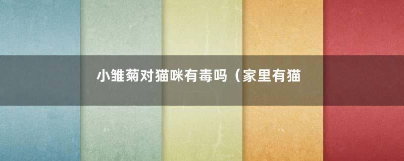 小雏菊对猫咪有毒吗（家里有猫能养小雏菊吗）