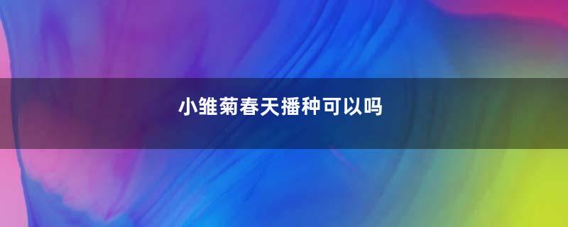 小雏菊春天播种可以吗