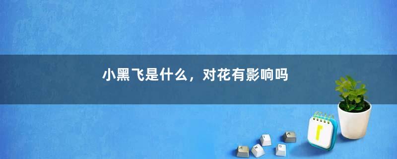 小黑飞是什么，对花有影响吗