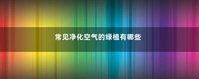 常见净化空气的绿植有哪些