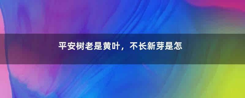 平安树老是黄叶，不长新芽是怎么回事？