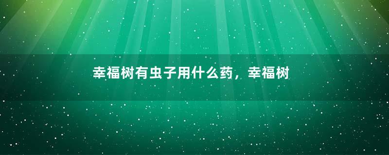 幸福树有虫子用什么药，幸福树介壳虫怎么根除