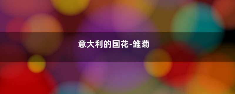 意大利的国花-雏菊