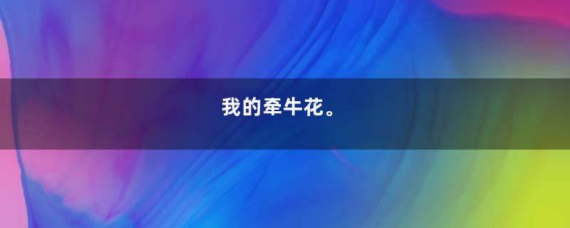 我的牵牛花。