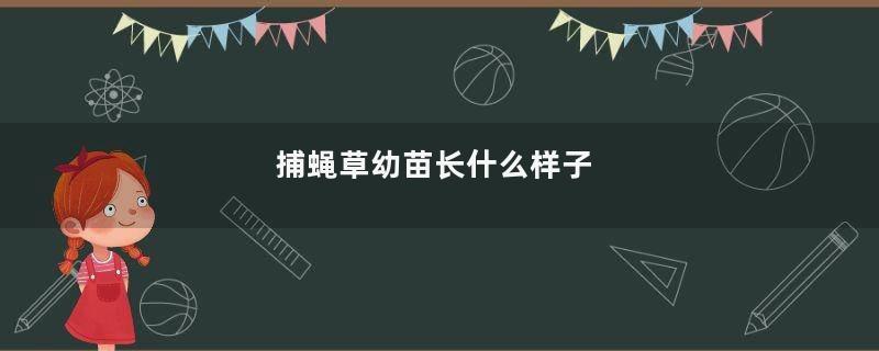 捕蝇草幼苗长什么样子