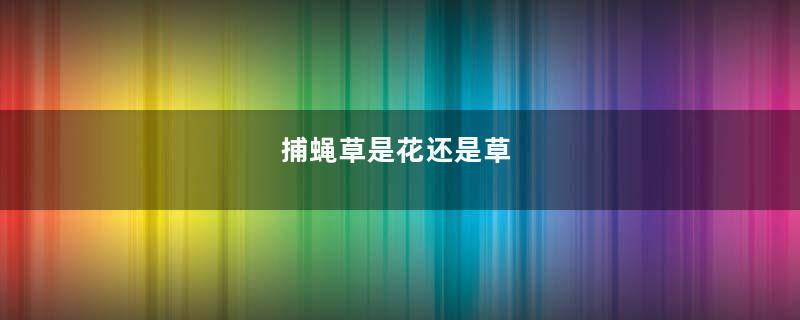 捕蝇草是花还是草