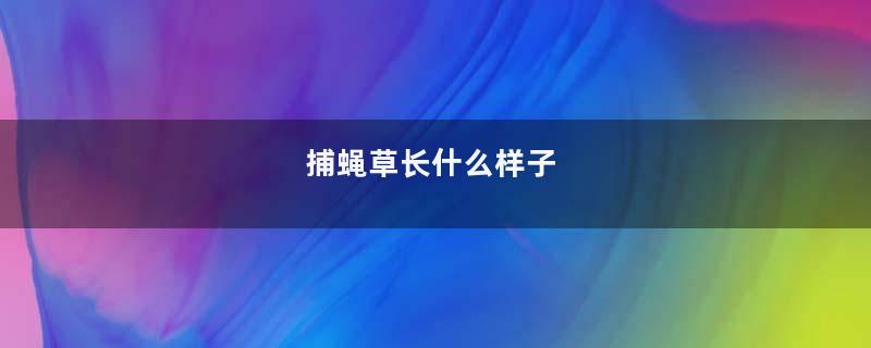 捕蝇草长什么样子