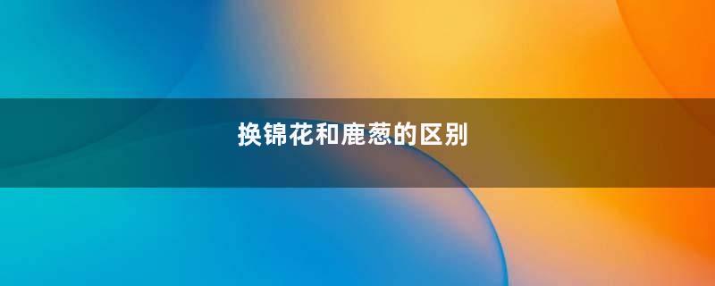 换锦花和鹿葱的区别