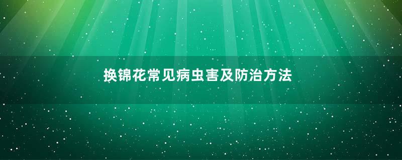 换锦花常见病虫害及防治方法