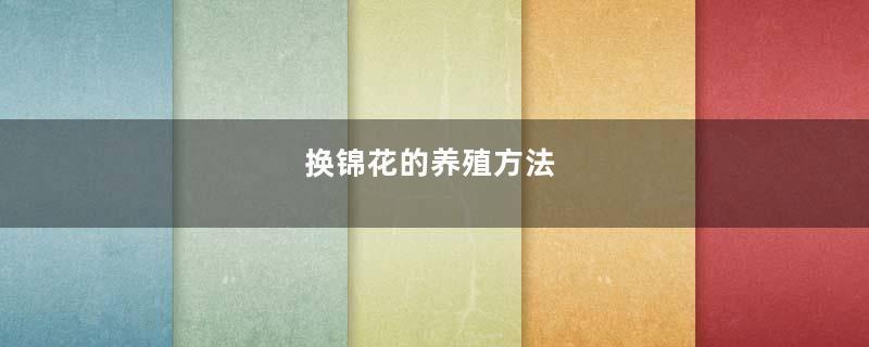 换锦花的养殖方法