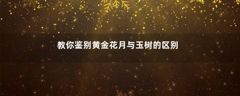 教你鉴别黄金花月与玉树的区别